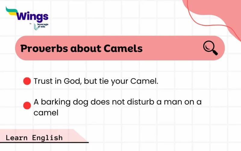 Proverb about Camels