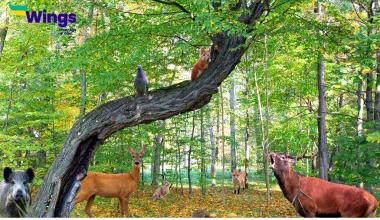 Wild Animals Names in English