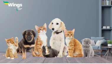 Pet animals names in English