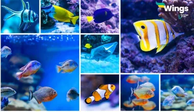 Fish Names in English