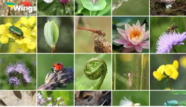 Flower Names in English