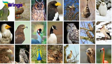 Birds Name in English