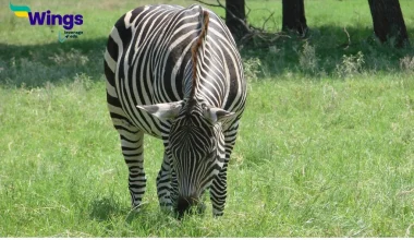 Herbivorous Animal Names in English